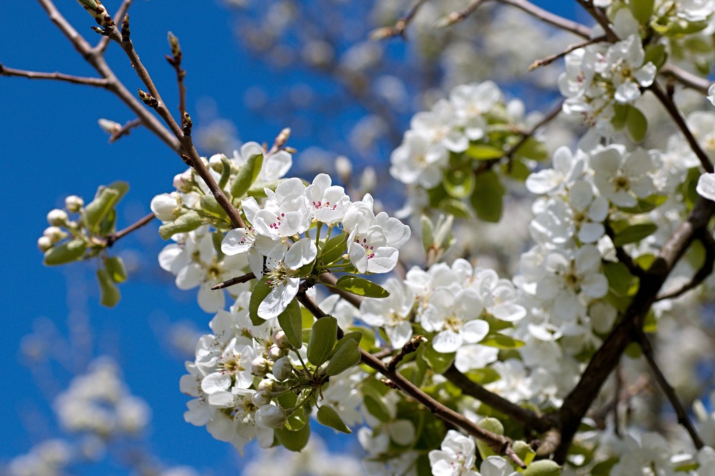 bloesem hdr voorjaar lente bloem bloemen flora fruitbomen betuwe kersenbloesem japan sakura fruit fruitbomen